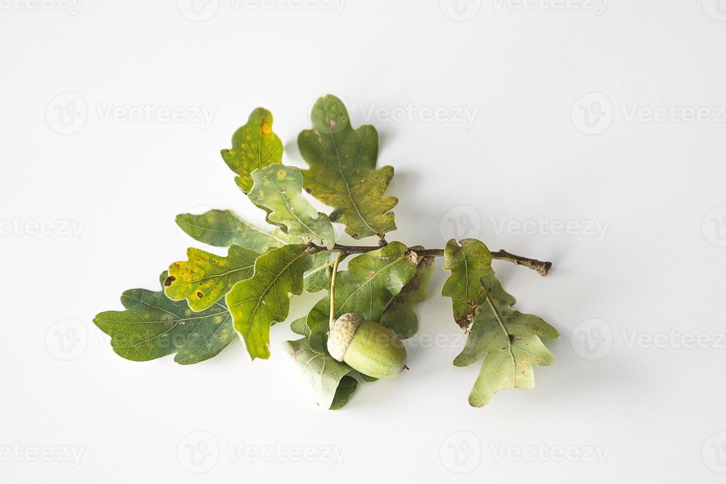 autumn oak twig with green leaves and acorns photo