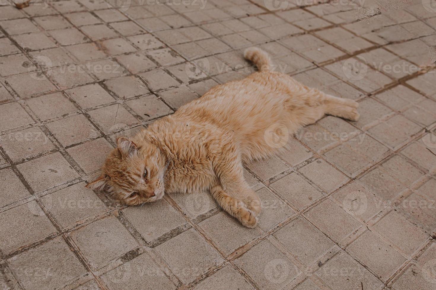 jengibre gato descansando en el hormigón pavimento en un calentar tarde foto
