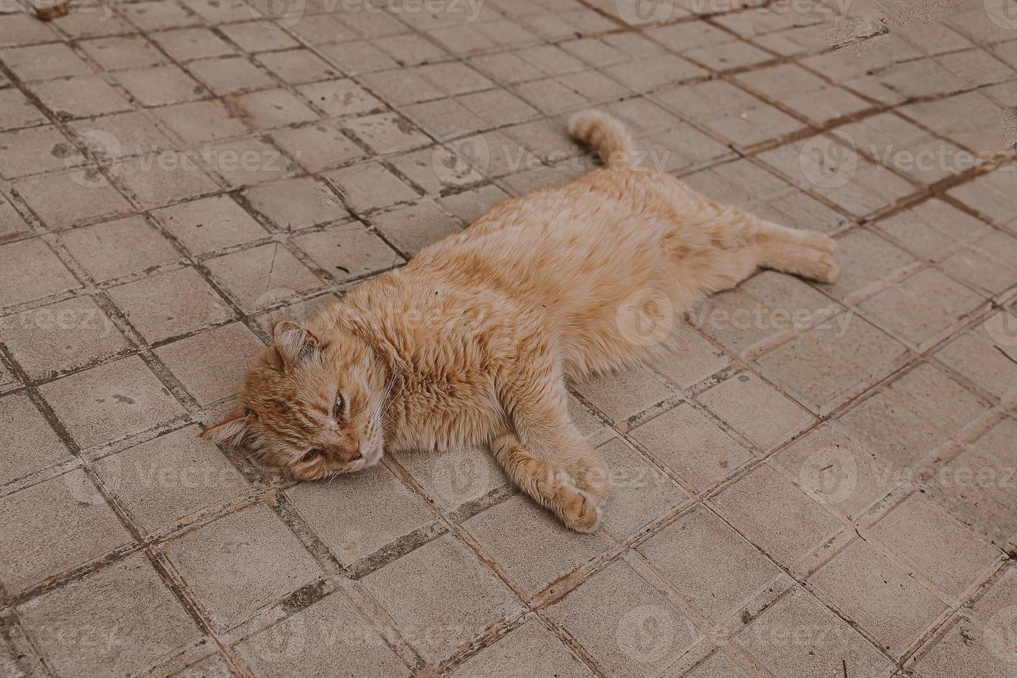 ginger cat lounging on the concrete pavement on a warm afternoon photo