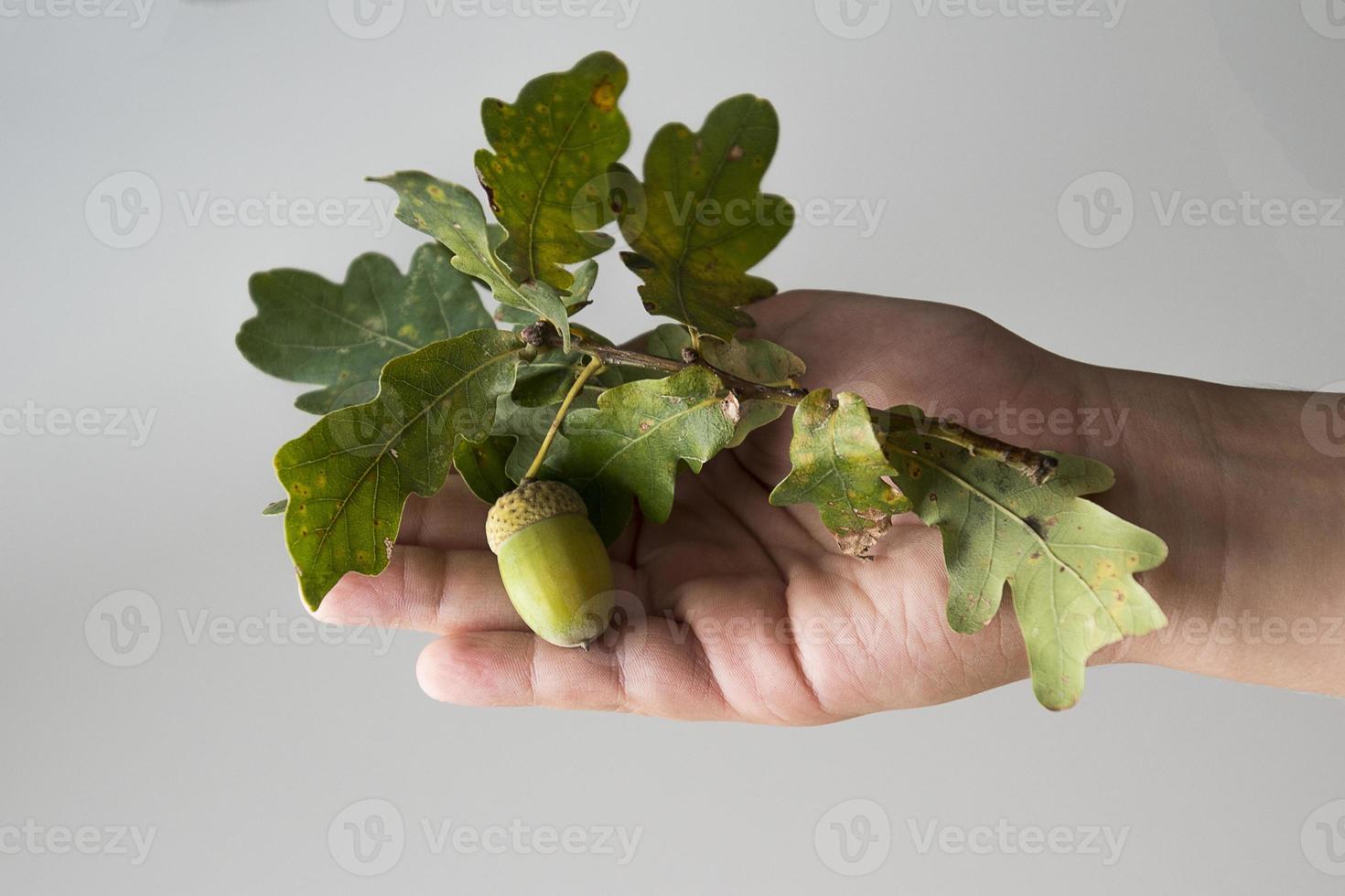 otoño verde roble rama con un bellota retenida por un Niños mano en un blanco fondo, foto