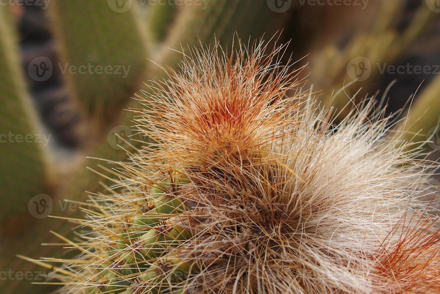 curious big green original cactus growing in the garden close up photo
