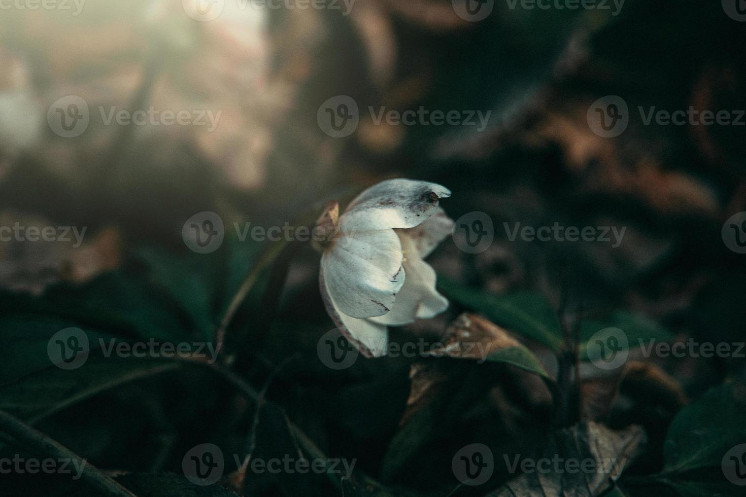 white witch hazel in a park on a sunny spring day in Poland photo