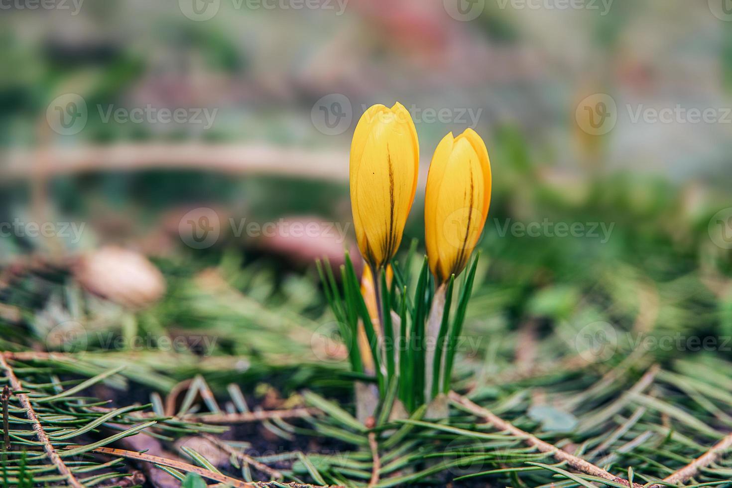 amarillo primavera azafrán creciente en el jardín en un frío invierno día foto