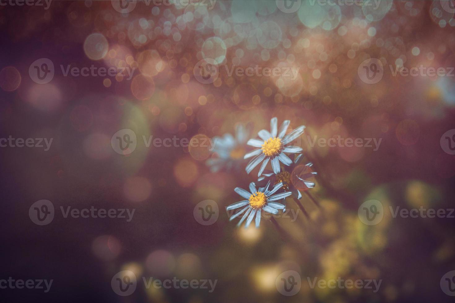 blue wildflowers close-up in a meadow on a sunny spring day photo