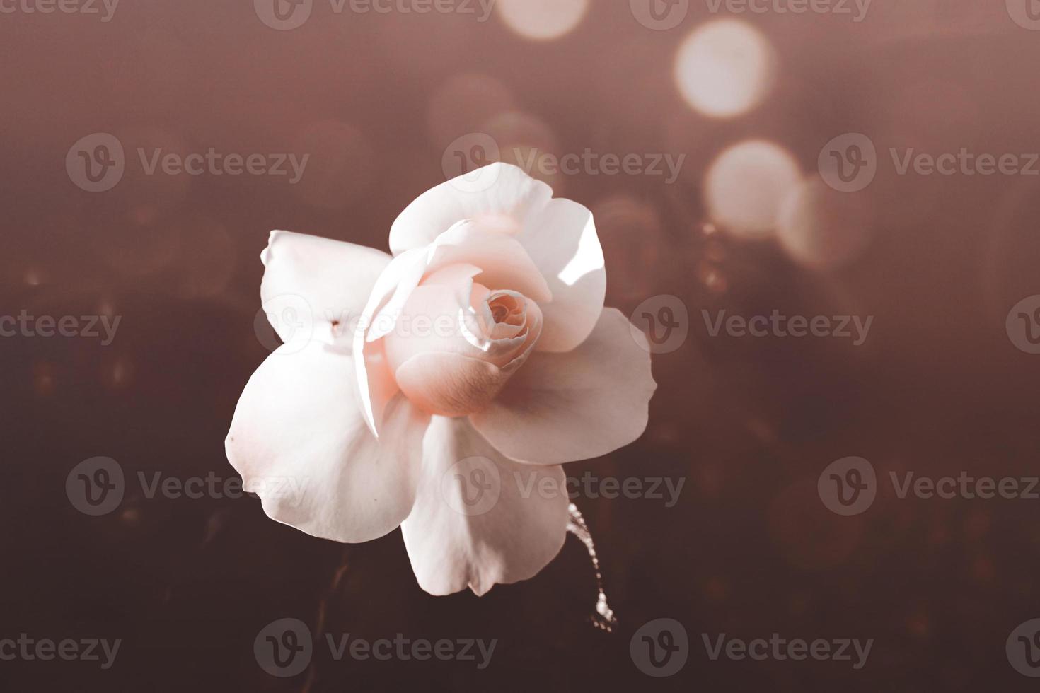 white rose in warm autumn sun in closeup and bokeh photo