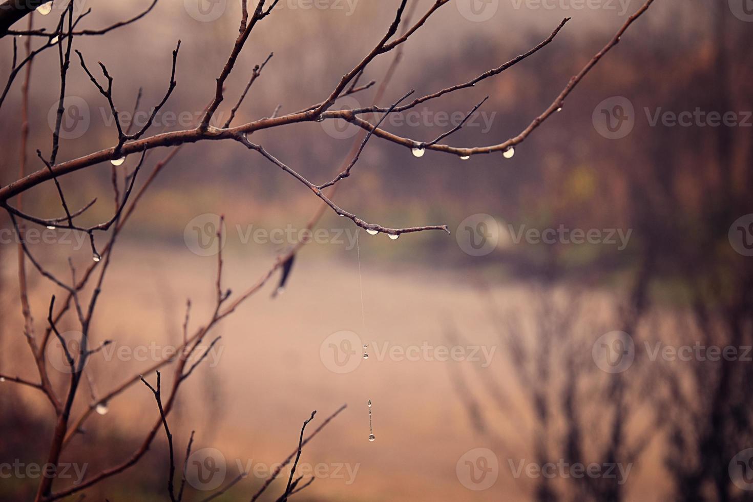 autumn plants with drops of water after the November freezing rain photo