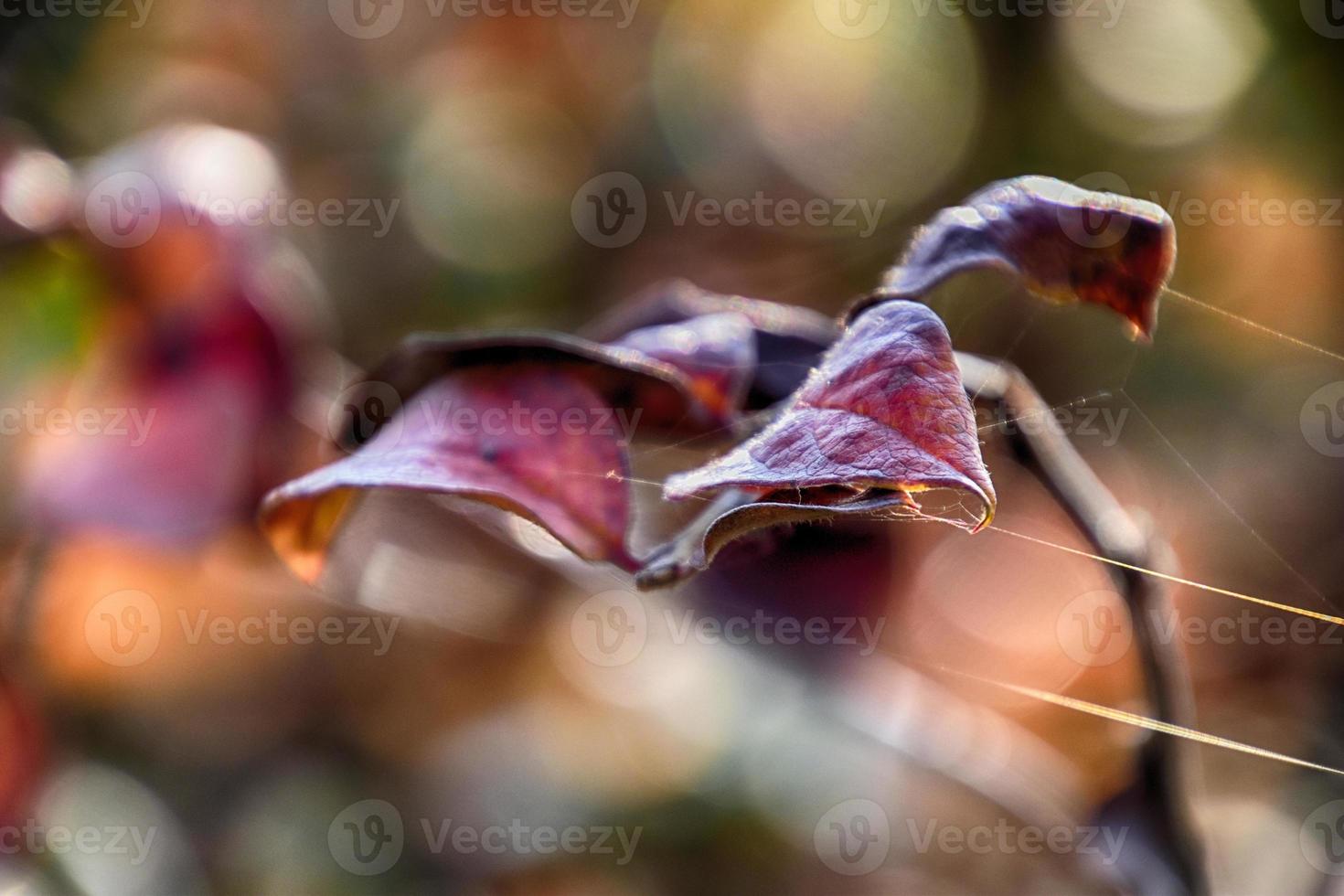 otoño rojo hojas en el arbusto iluminado por el calentar tarde Dom foto