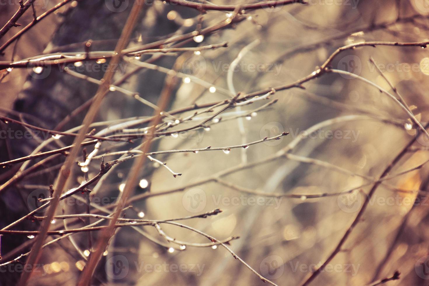 autumn branches of a tree dressed in leaves and raindrops shining in the sun photo