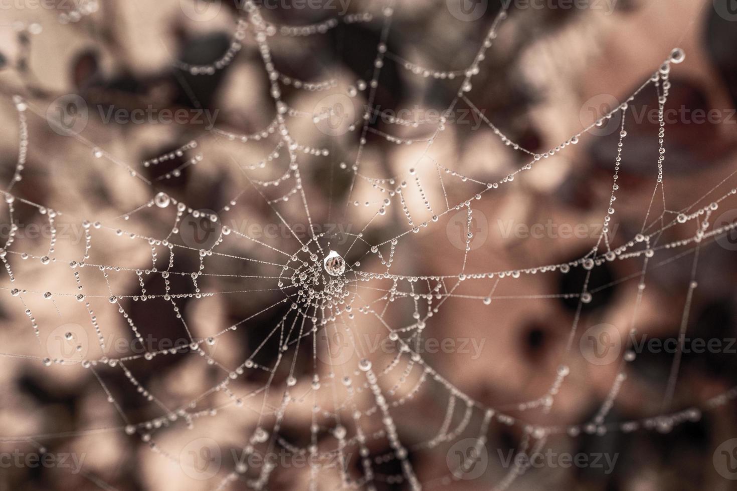 little delicate water drops on a spider web in close-up on a foggy day photo