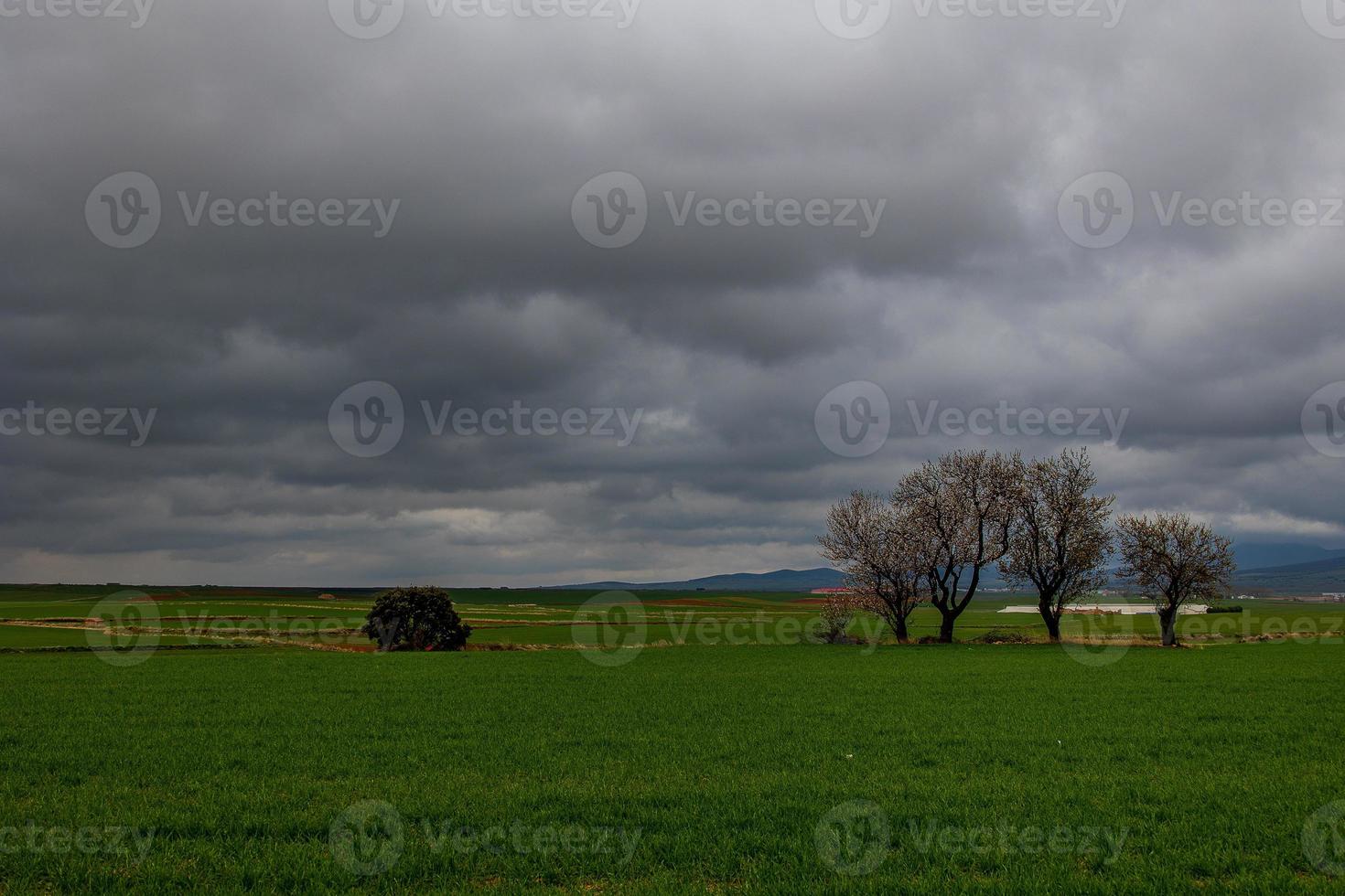 spring landscape from aragon in spain with three flowering trees in a cloudy day photo