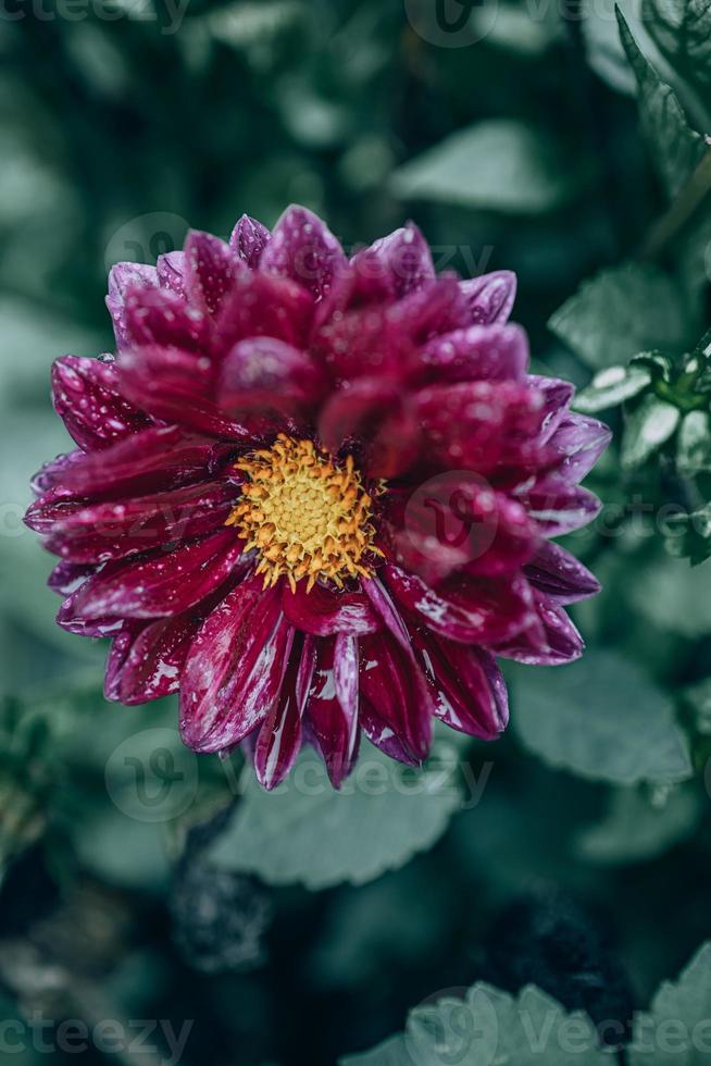 purple dahlia in the garden against the background of green leaves photo