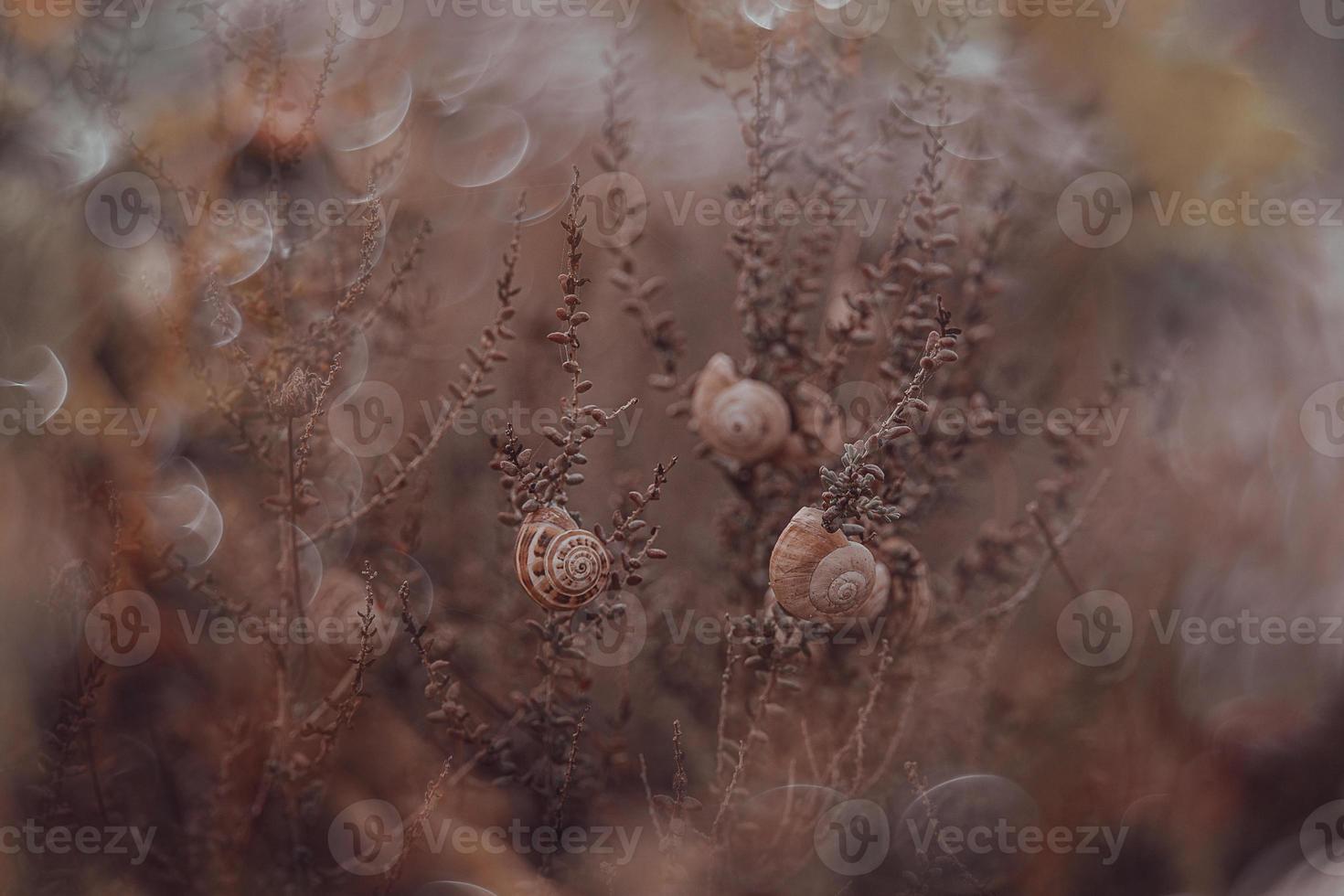snail on a bush in an autumn day natural minimalist bokeh background photo