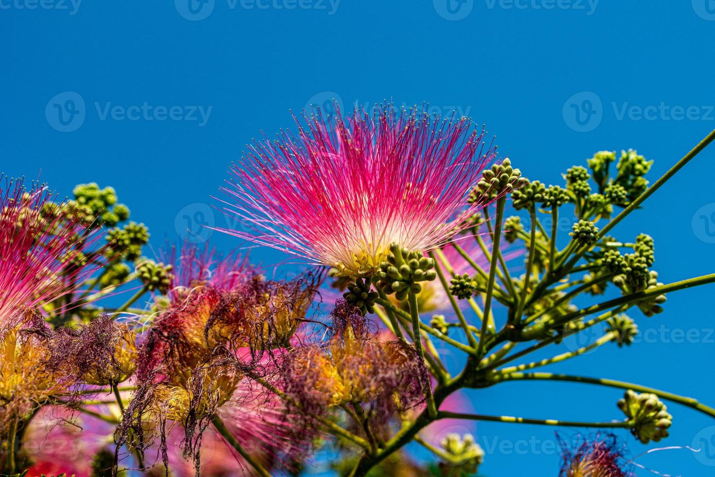 delicate Albizia Julibrissin tree on a warm sunny summer day in close-up photo