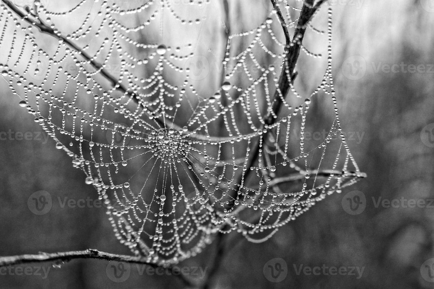 autumn spider web in the fog on a plant with droplets of water photo