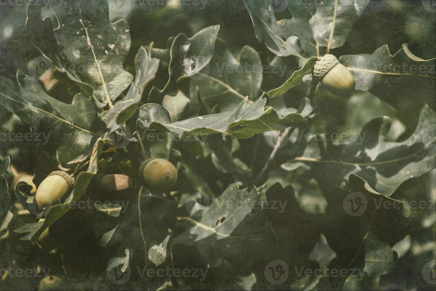 green autumn acorns on the branch of an oak among the leaves photo