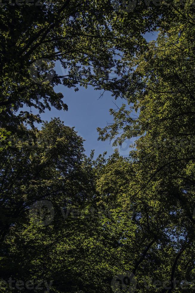 summer background with green leaves on the tree and a blue cloudless sky photo