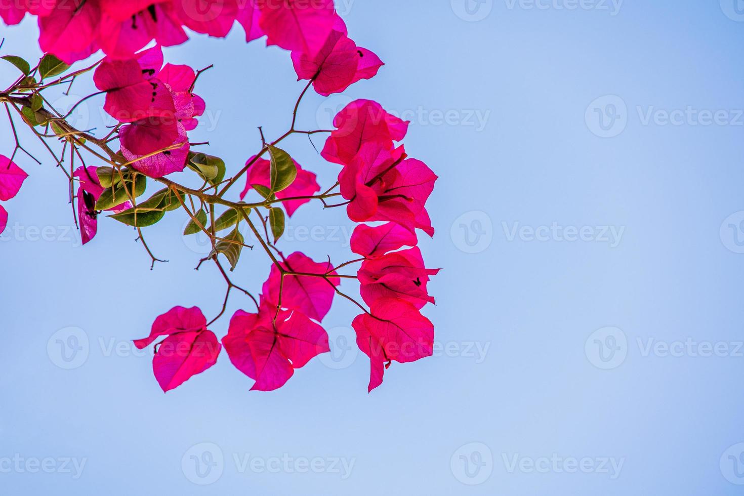 pink twig with buganvilias flowers against the blue cloudless sky photo