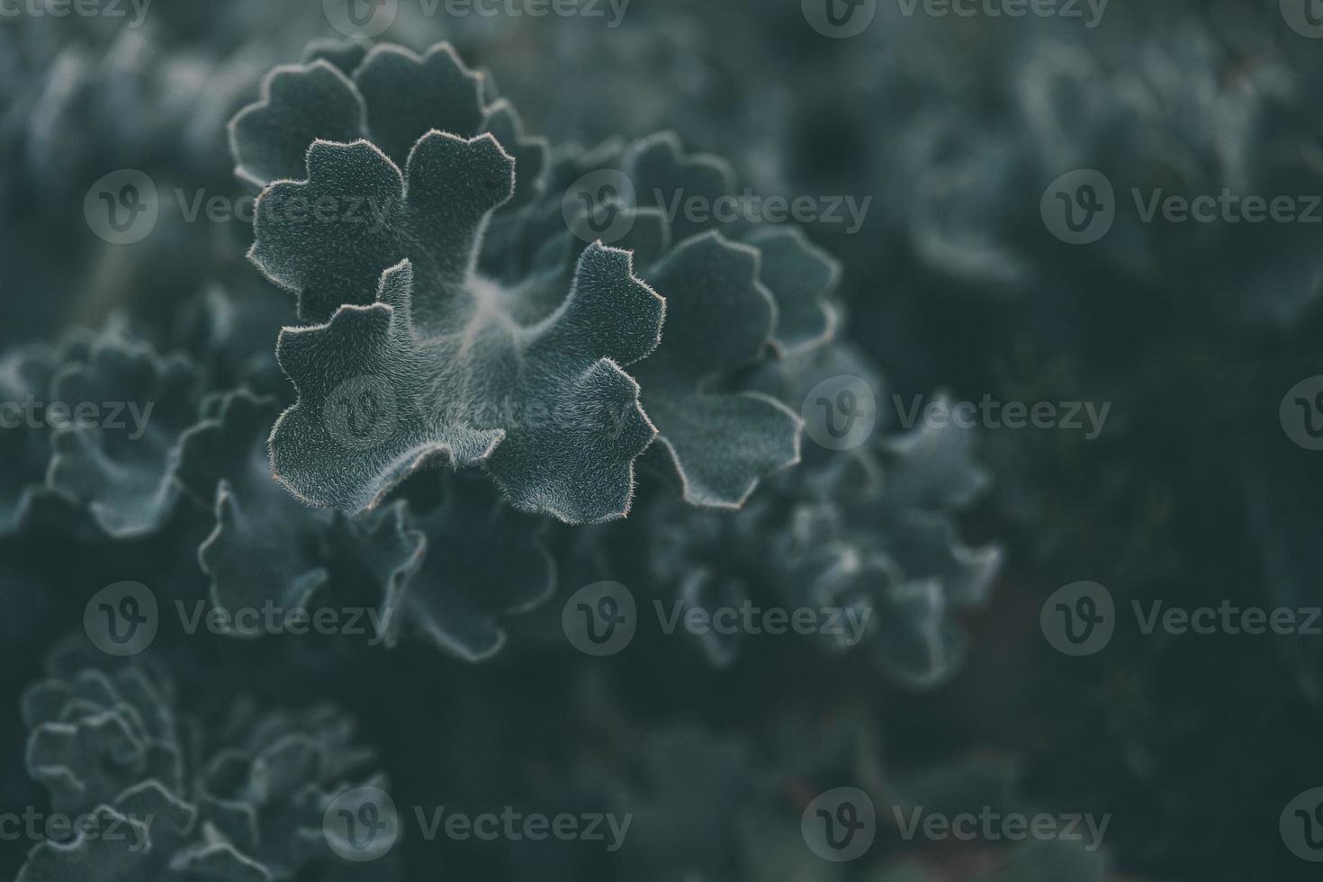 green exotic plant in natural background closeup photo