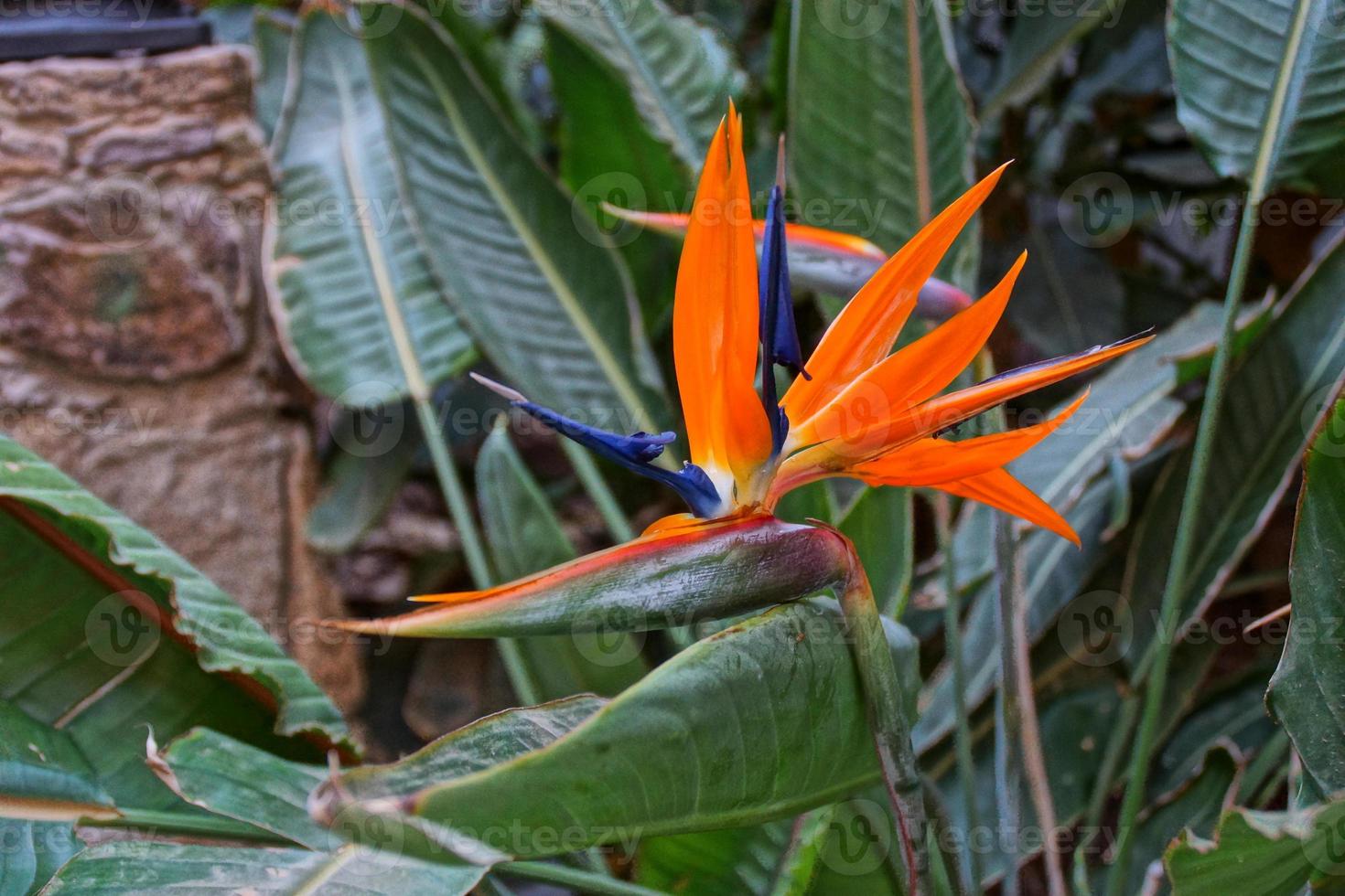 beautiful blooming Royal Strelitzia against the background of green leaves in a natural environment in the garden photo