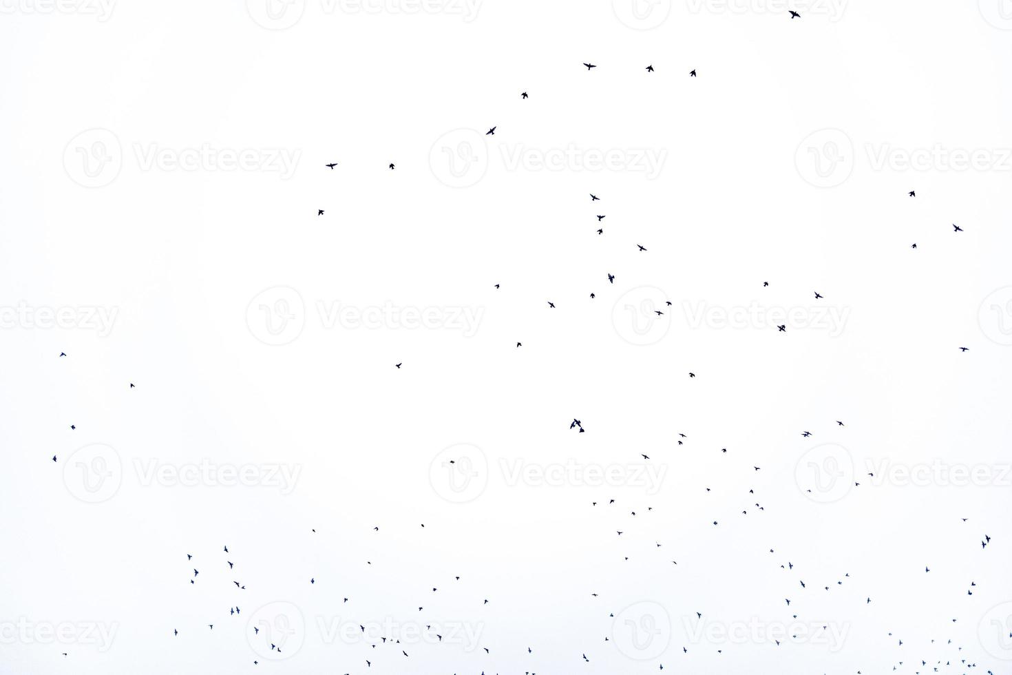 background flock of black birds in the sky isolated texture for artwork photo