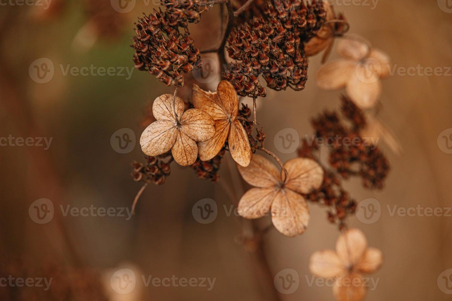 brown withered ornamental flowers in the garden on a cool autumn day photo