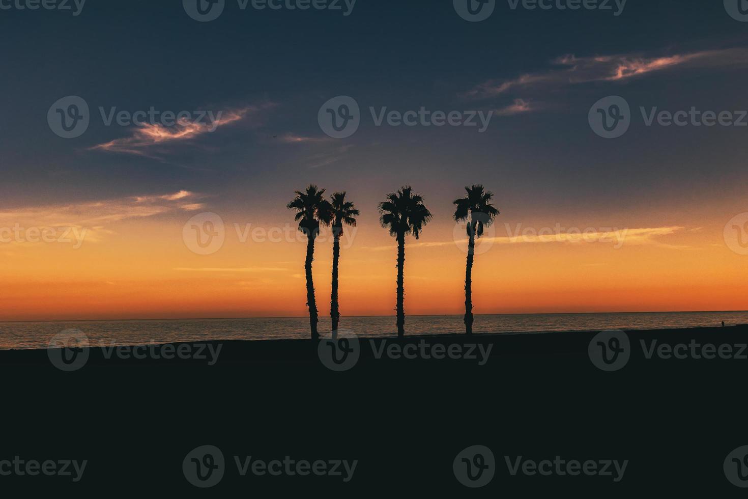 seaside landscape peace and quiet sunset and four palm trees on the beach photo