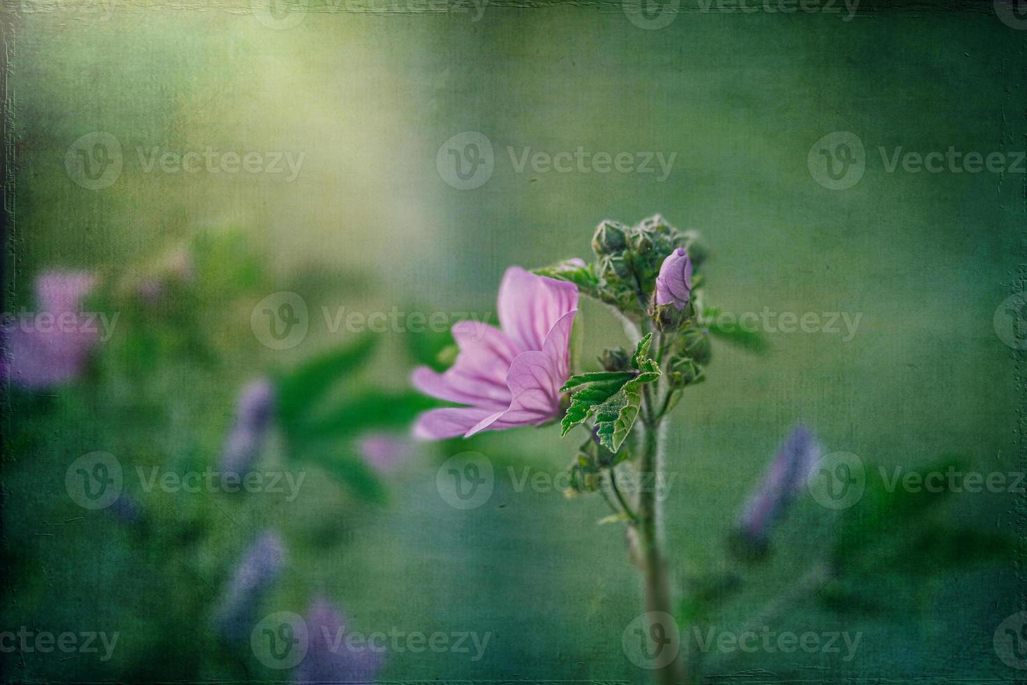 wild purple wild mallow flower on green meadow on spring day in close-up photo