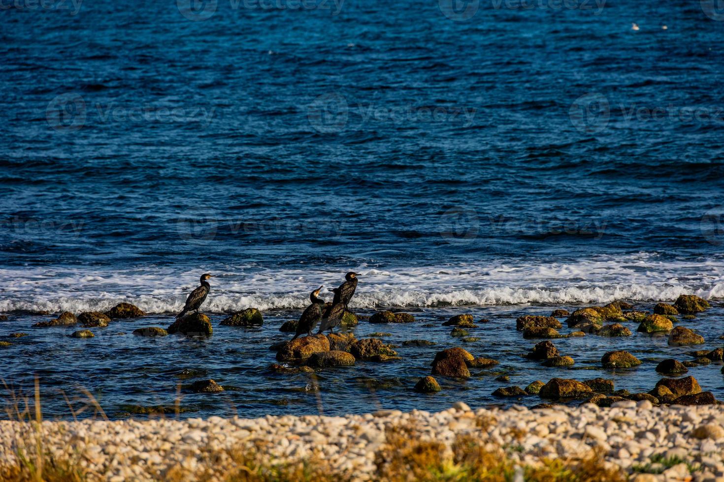 wild cormorant on the shore of the blue sea photo