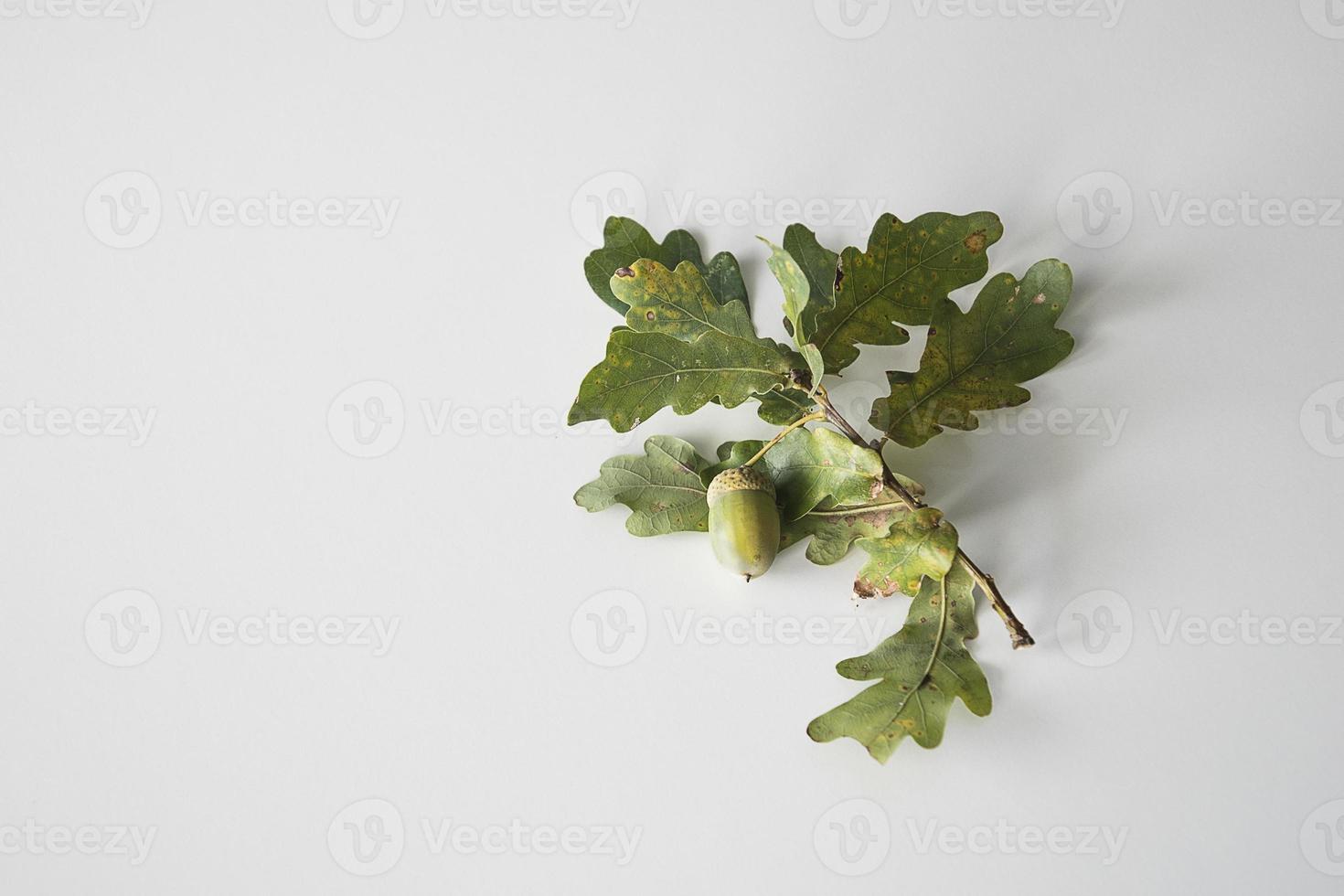 autumn oak twig with green leaves and acorns photo