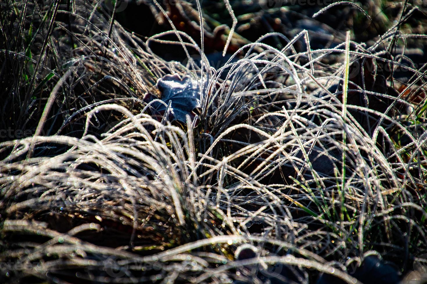 the first night in November frosted in white and green grass photo