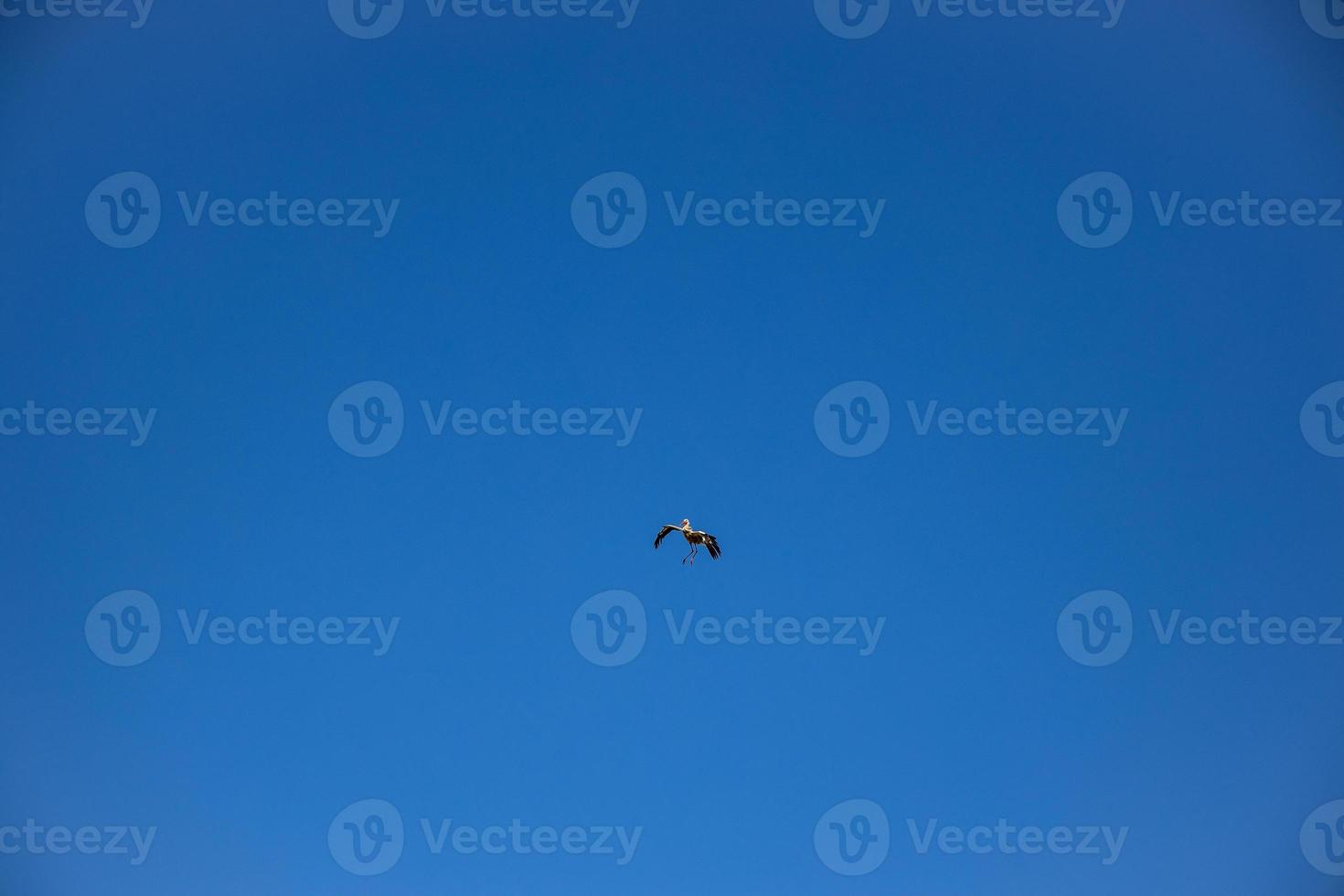 free wild black and white stork in flight against the background of the springtime cloudless blue sky photo