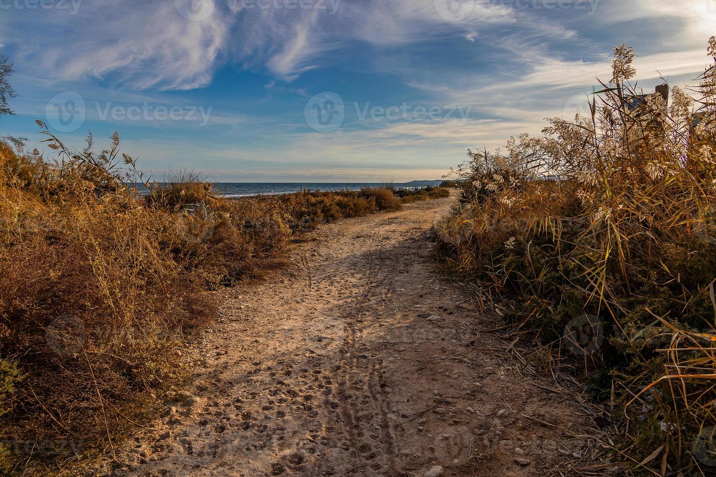 landscape sand road on the seashore among blooming large grasses at sunset photo