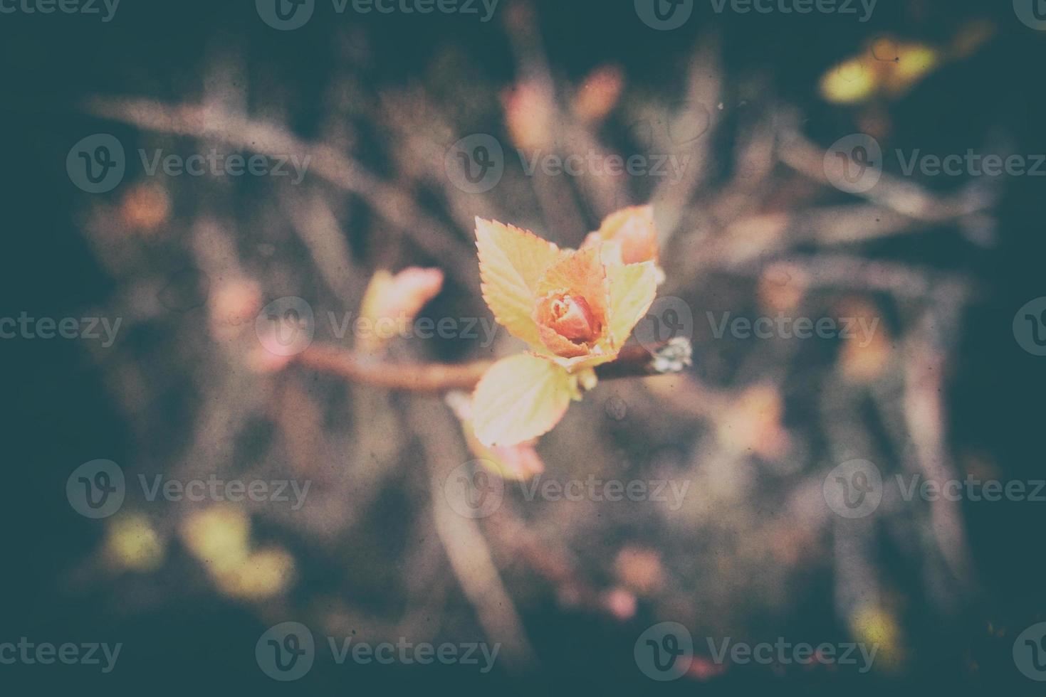 delicate leaves on branches in the warm spring sunshine in March photo