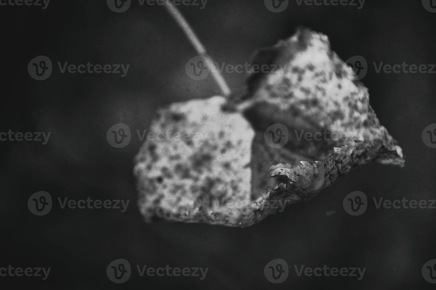 vistoso otoño hojas en un árbol rama en el calentar Brillo Solar foto