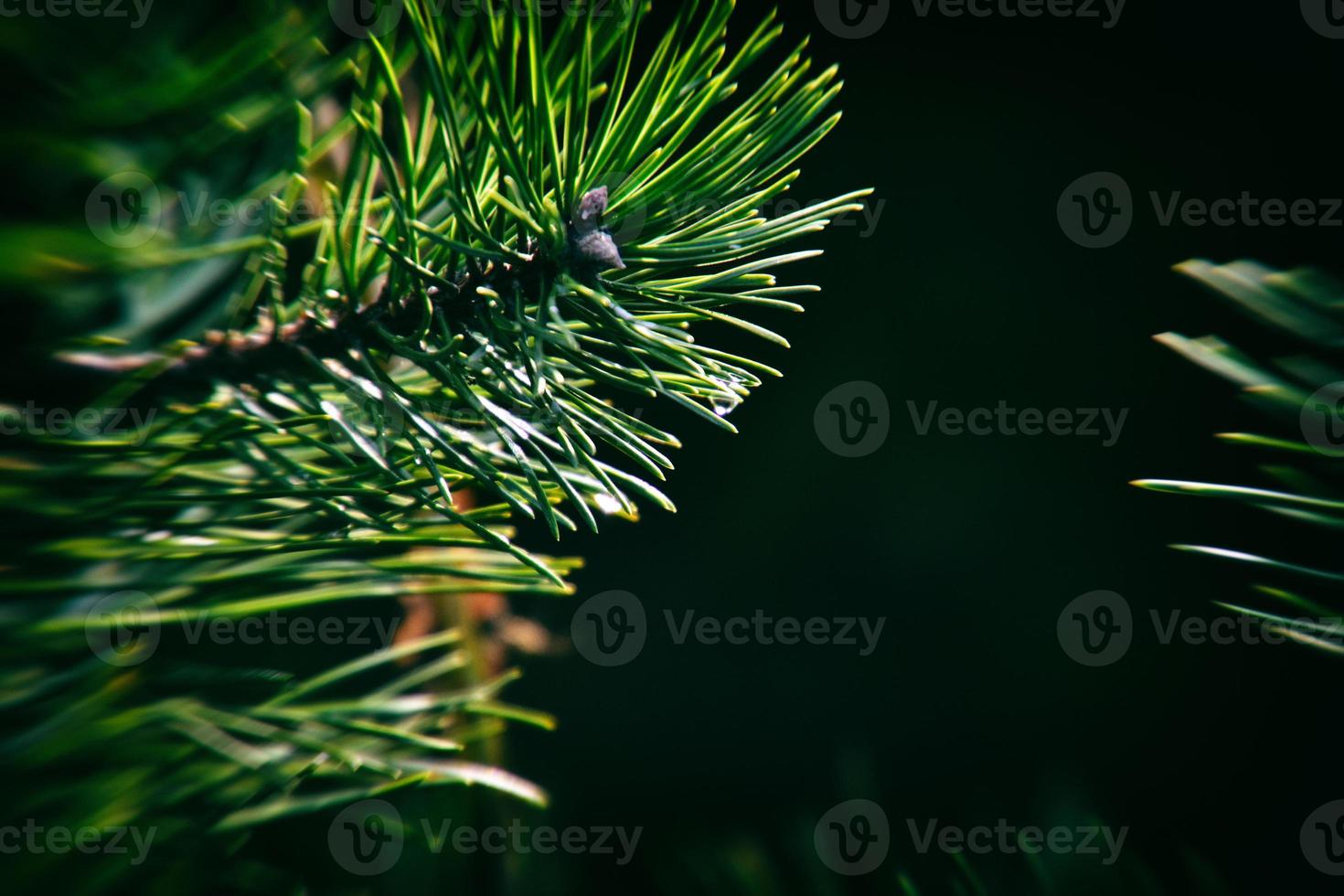 pine branch with drops of autumn rain in the autumn sun photo