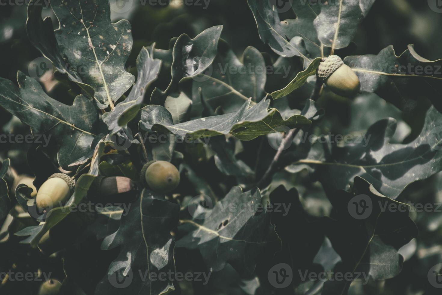 verde otoño bellotas en el rama de un roble entre el hojas foto