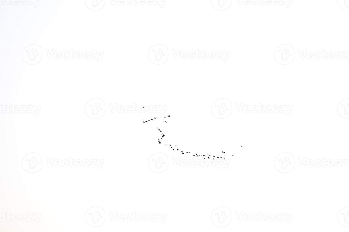black bird key flying in the sky against a white background photo