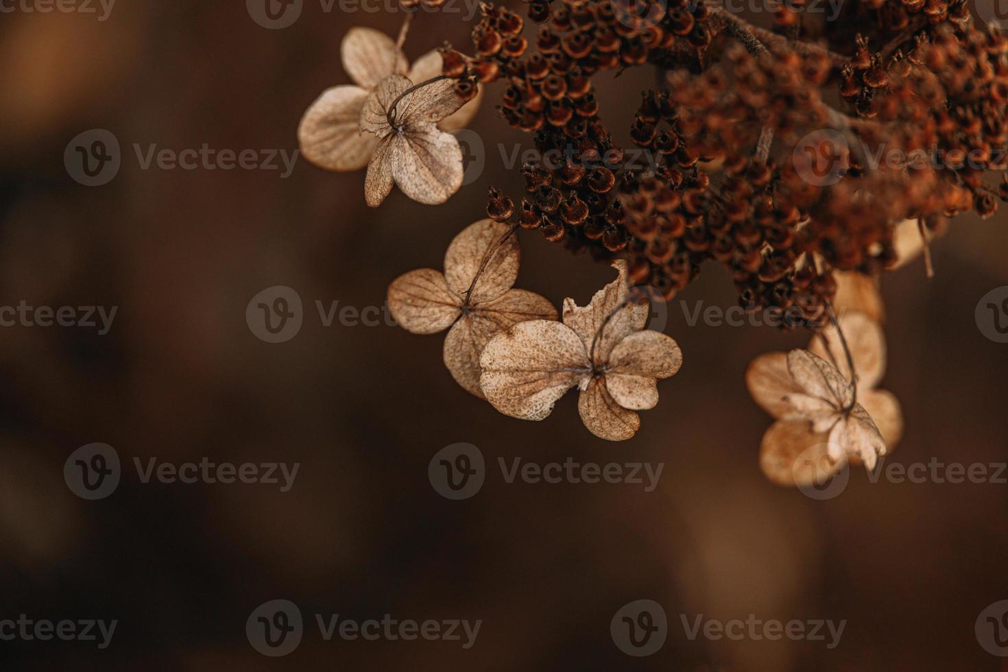 brown withered ornamental flowers in the garden on a cool autumn day photo