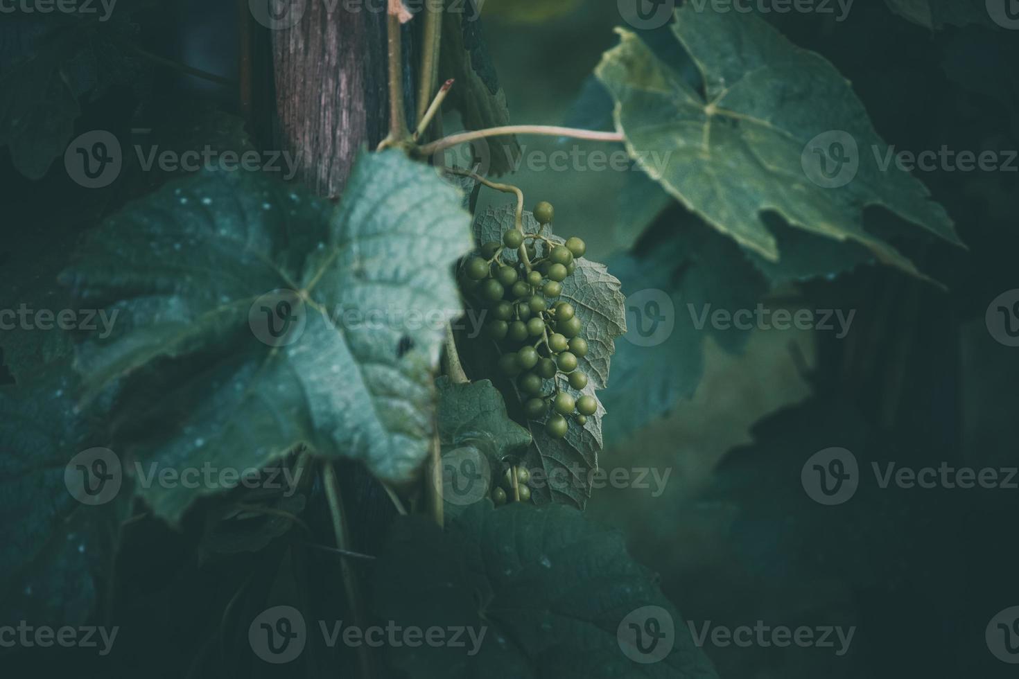 grape on the vine on a summer day close-up photo