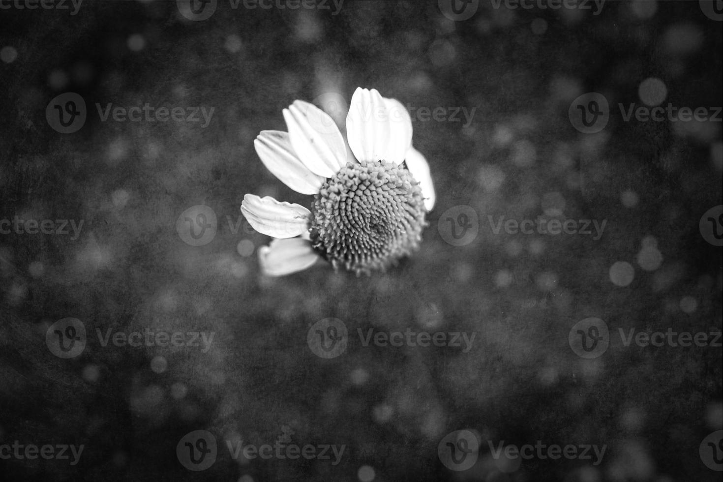 blanco manzanilla flor en un negro antecedentes en de cerca foto