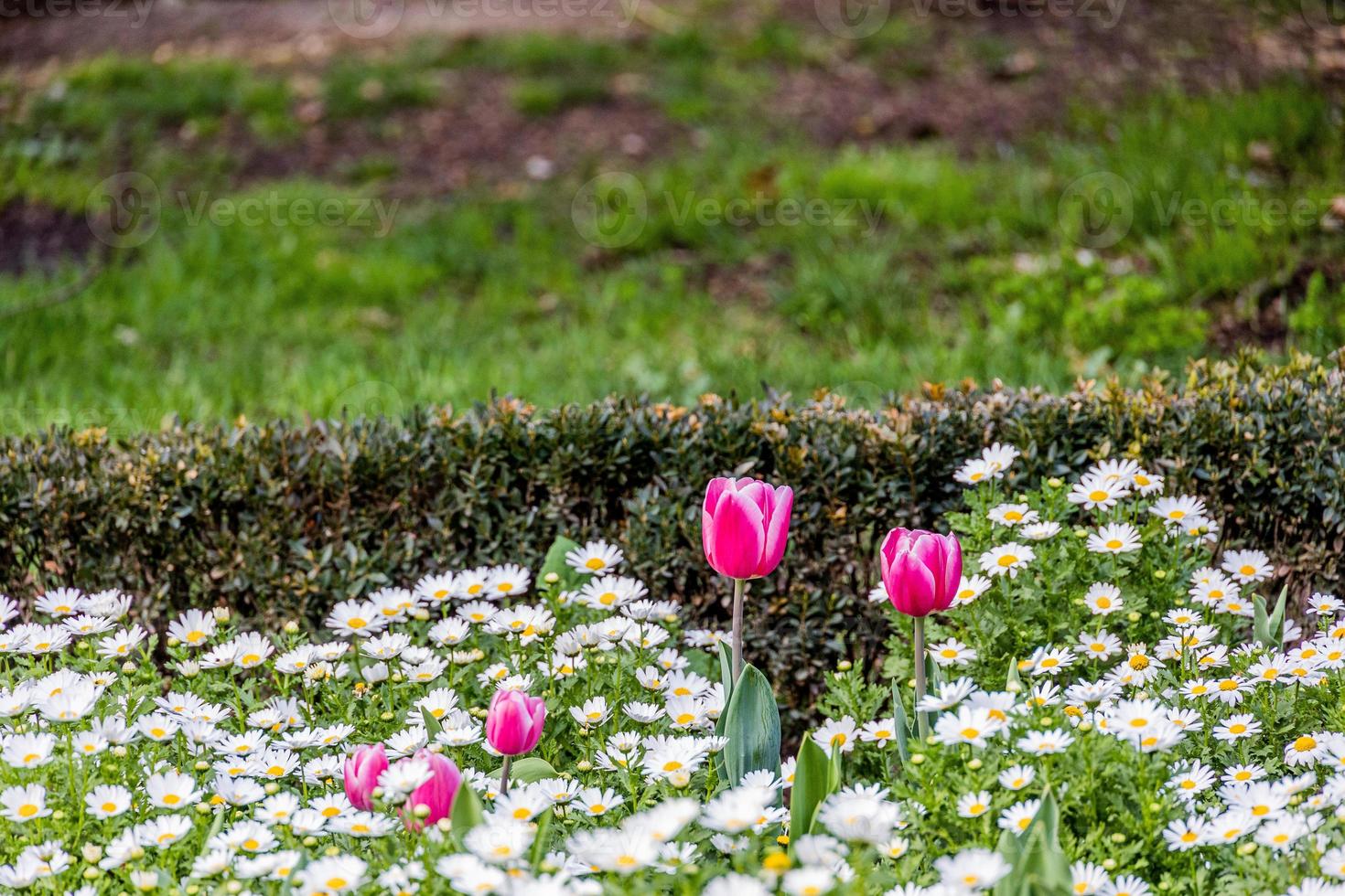 tulip on a background of white daisies in a park garden on a spring day photo