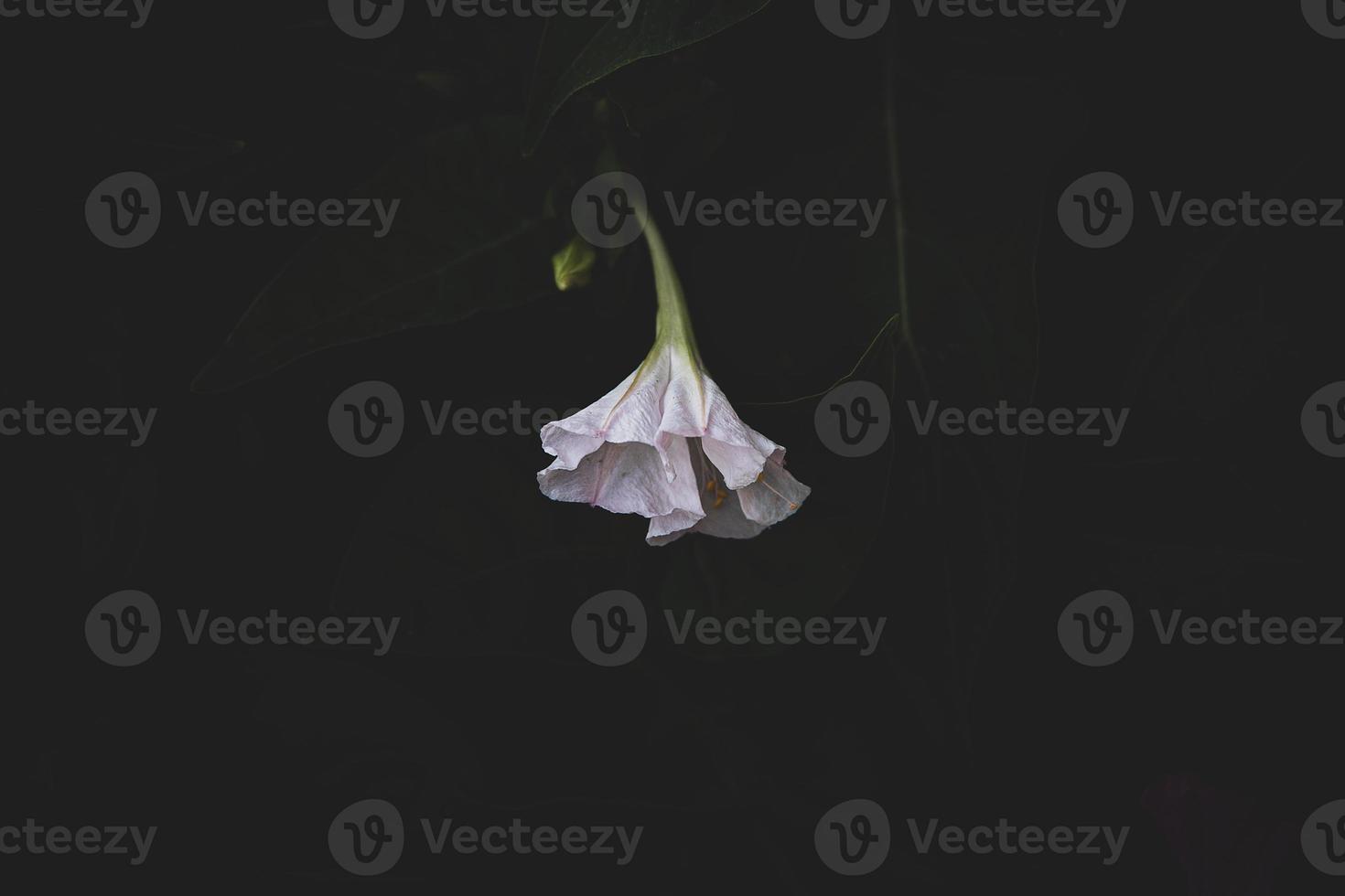 white summer flower on a dark green background in the garden photo