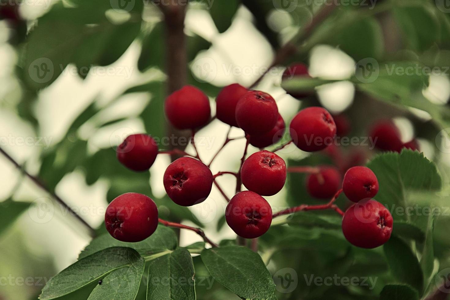 autumn small red wild ornamental fruits on green trees photo