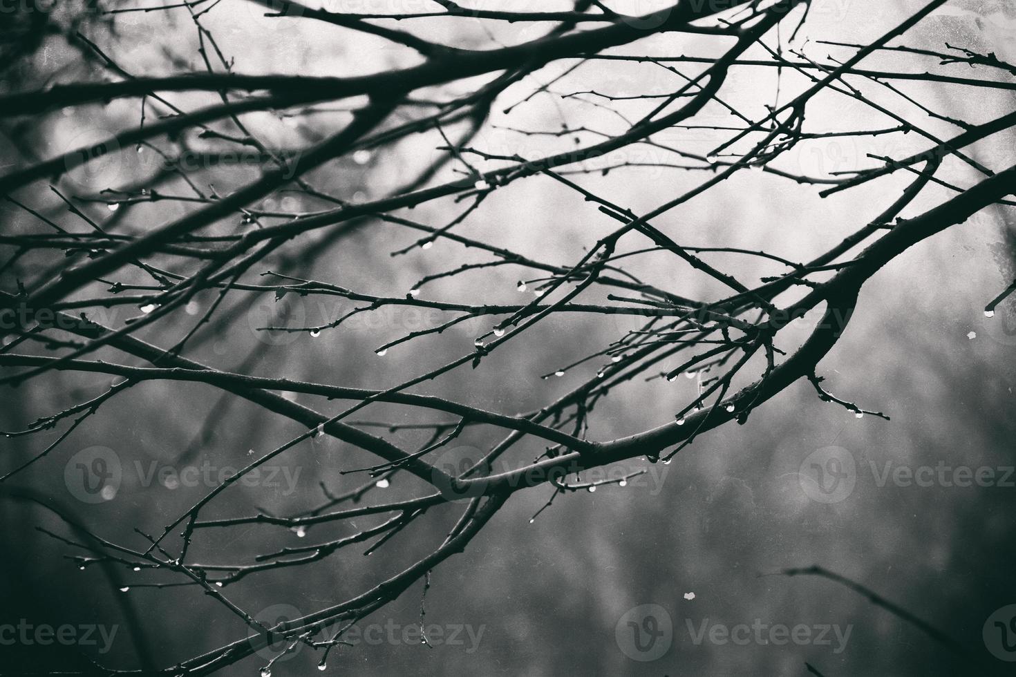 autumn plants with drops of water after the November freezing rain photo