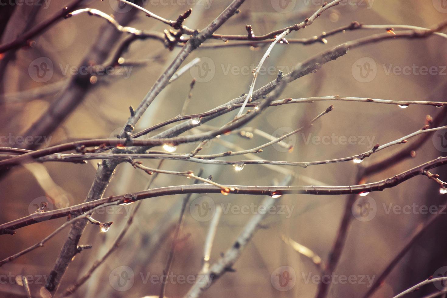 autumn branches of a tree dressed in leaves and raindrops shining in the sun photo