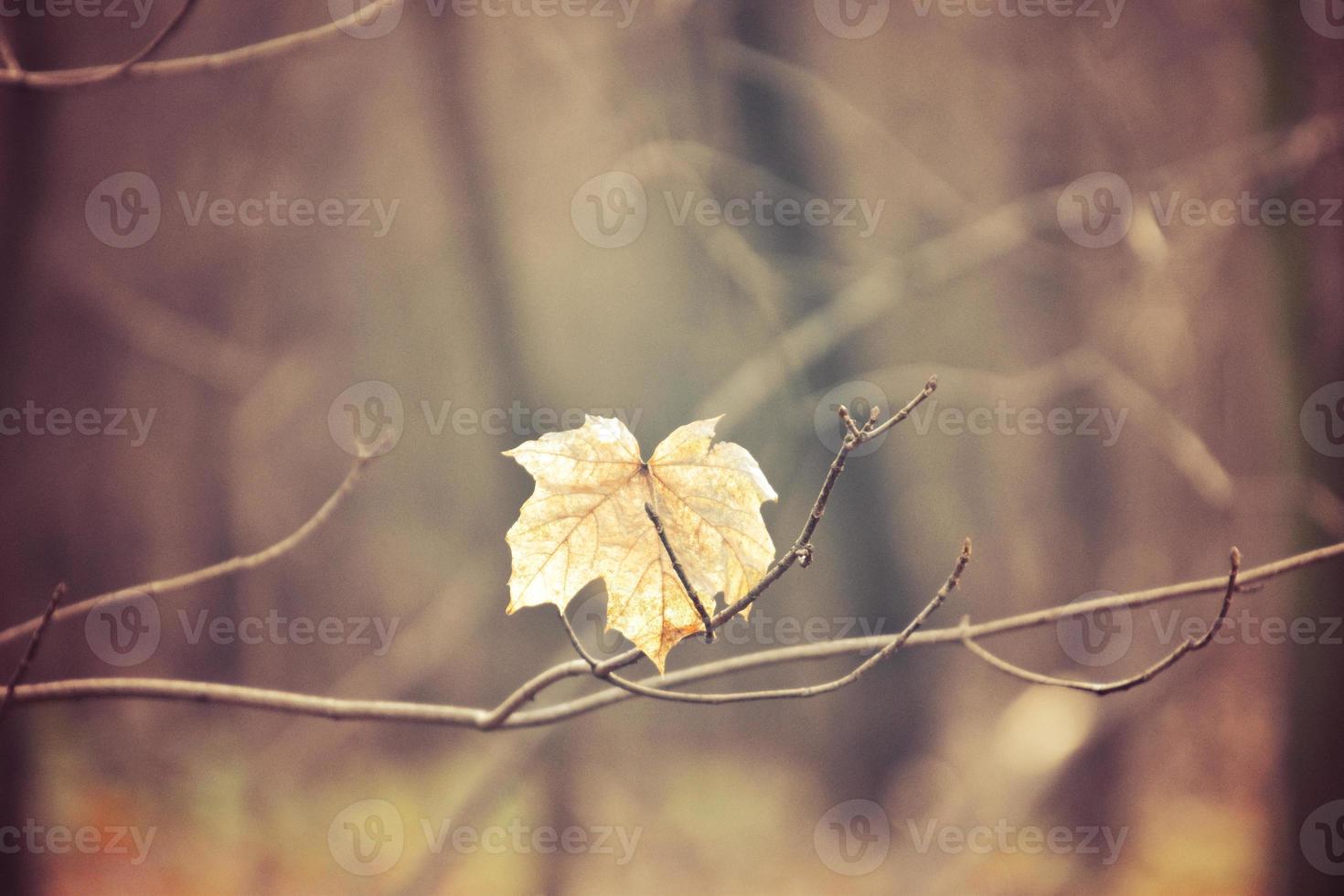 autumn branches of a tree dressed in leaves and raindrops shining in the sun photo