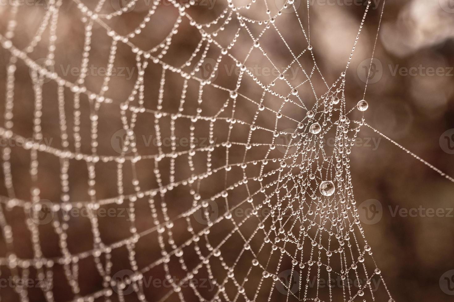 little delicate water drops on a spider web in close-up on a foggy day photo
