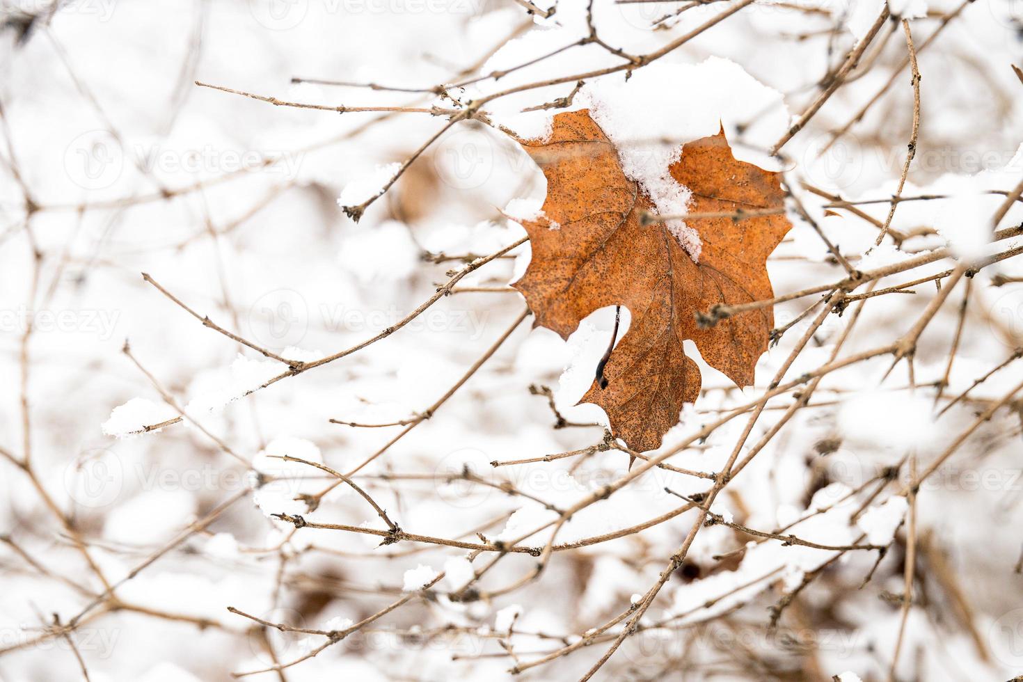 brown leaf on a tree branch against a background of white snow in a winter day in close-up photo