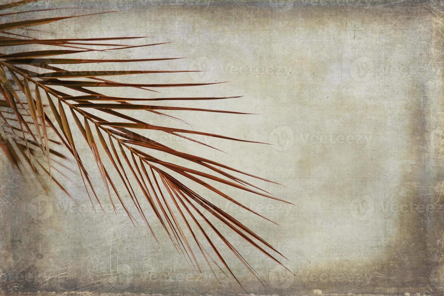 brown palm leaf on light background photo