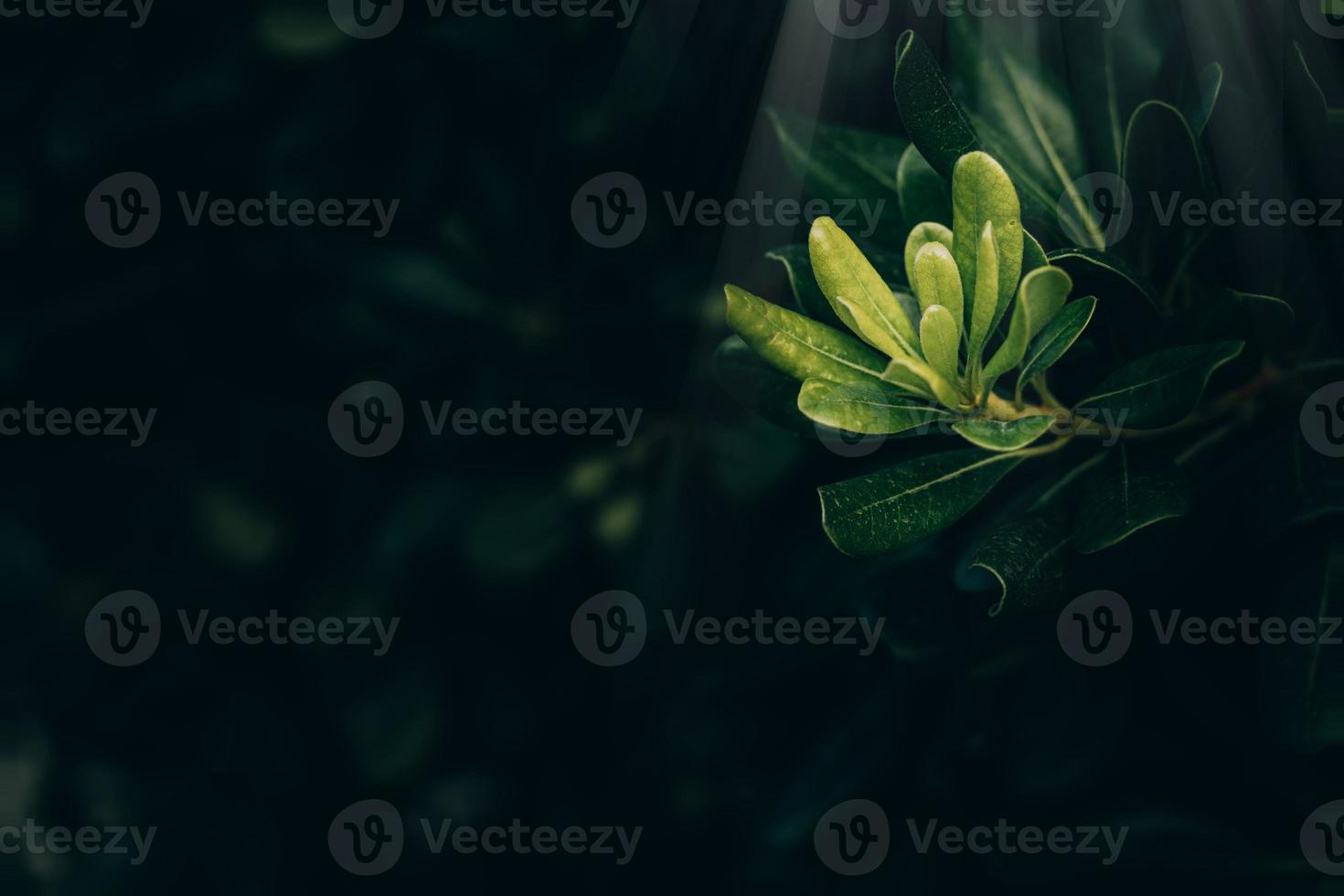 verde hojas con Dom rayos de cerca en contra un jardín antecedentes foto